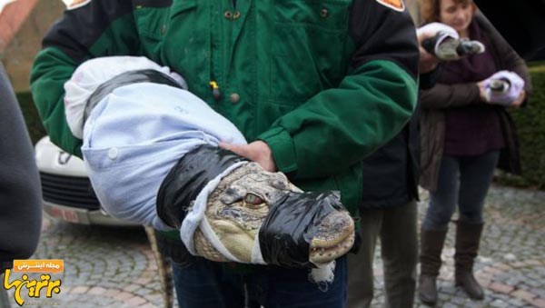 بازداشت تمساح ها در اتاق خواب! + عکس
