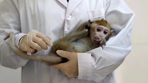 مرگ اولین چینی در اثر ابتلا به آبله میمونی