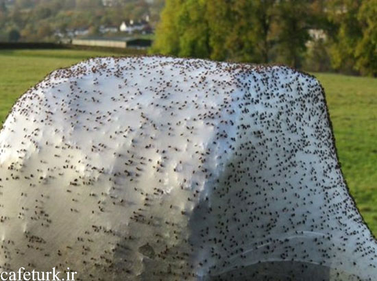 حمله شبانه عنکبوت ها به یک مزرعه در بریتانیا
