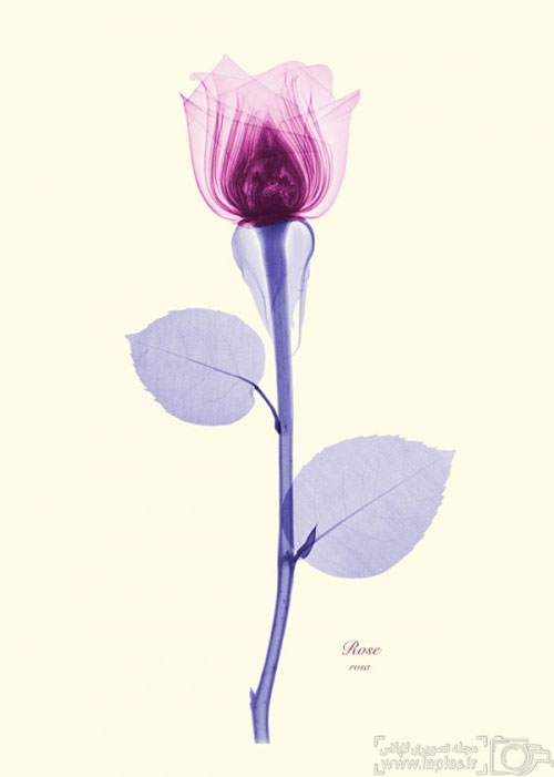 عکس: گلهایی از پرتو ایکس
