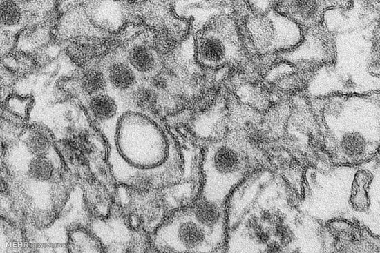 تصاویری از مقابله با ویروس زیکا