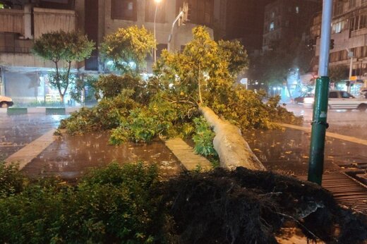 سقوط درخت در خیابان کارگر شمالی تهران