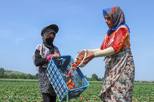 برداشت توت‌فرنگی در مزارع شفیع‌آباد
