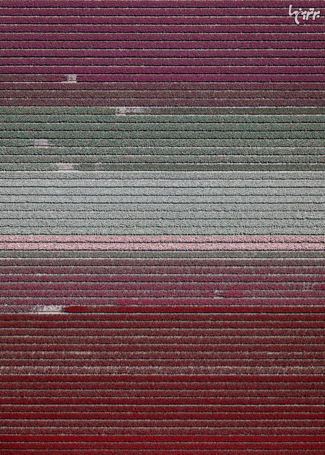 تصاویر هوایی شگفت انگیز از مزارع گل لاله