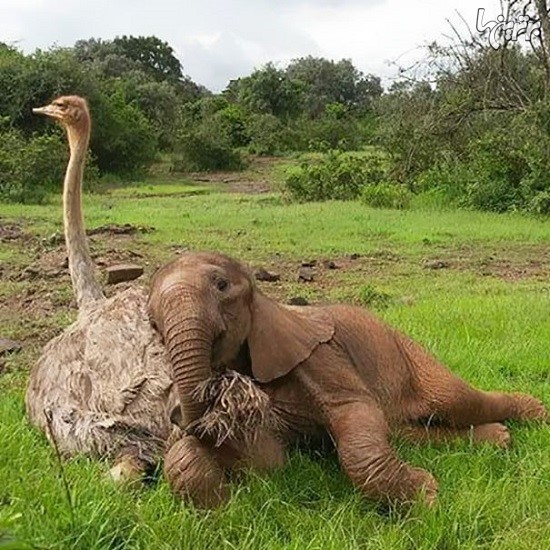 محبت و مادری شترمرغ نسبت به بچه فیل یتیم