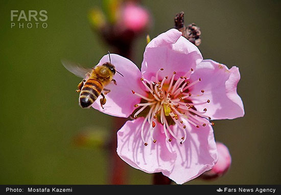 عکس: با تشکر از زنبور عسل عزیز!