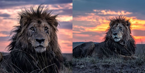 پیرترین شیر جهان توسط یک عکاس شکار شد