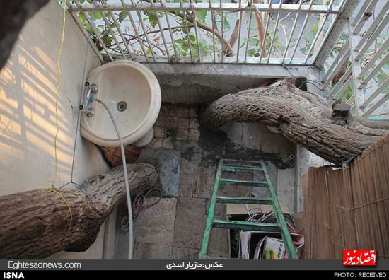 خانه‌ای روی درخت در تهران +عکس