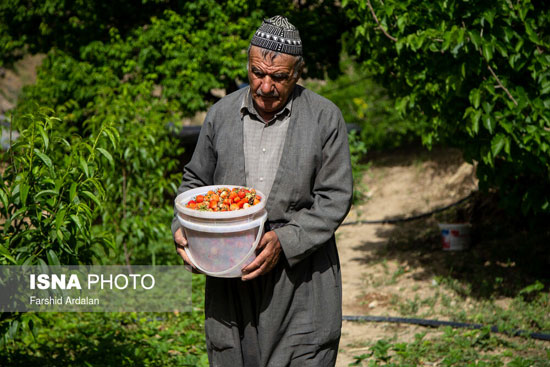 برداشت ملکه میوه‌ها از مزارع کردستان