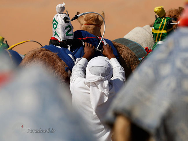 استفاده از ربات‌ شترسوار در امارات