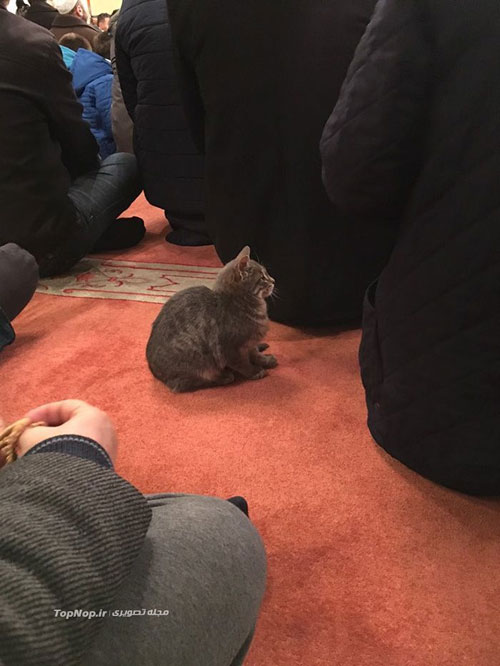 نماز و عبادت در کنار گربه ها! +عکس