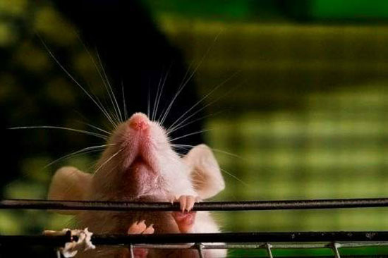 نکاتی جالب و باورنکردنی در مورد موش‌ها