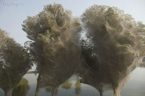 محاصره درختان توسط تار عنکبوت ها +عکس