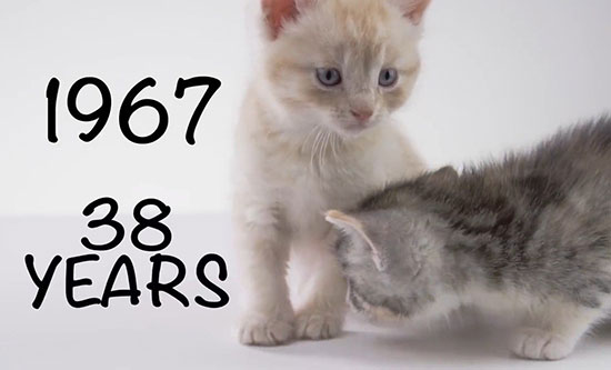 ۲۵ حقیقت جالب درباره گربه‌ها