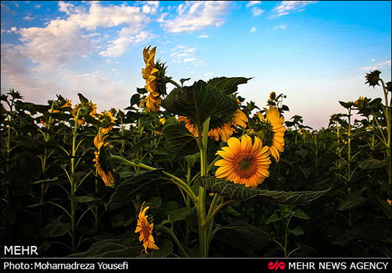 مزارع آفتابگردان