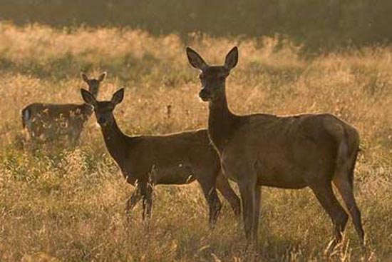 عکس: جهان پرابهت گوزن های جنگلی