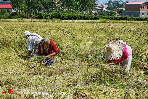 برداشت برنج از مزارع آستارا