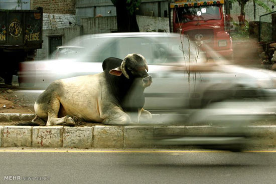 تقدس گاو در هند‎