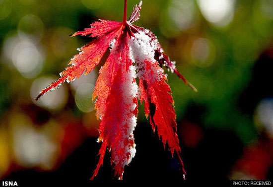 تصاویری زیبا از طبیعت در فصل سرد