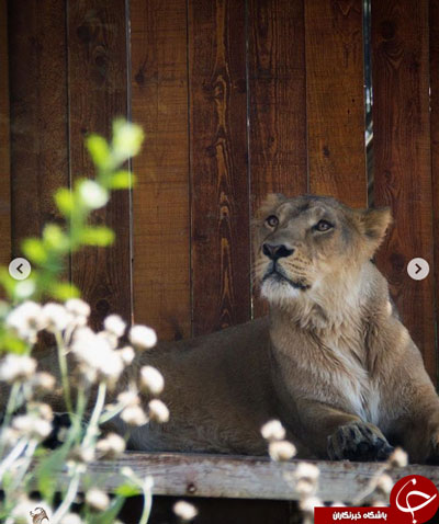 اولین تصاویر از شیر آسیایی در باغ‌وحش تهران