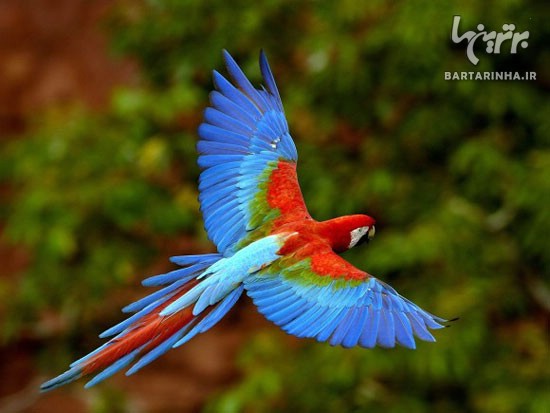 تصاویر فوق العاده زیبا از دنیای پرندگان (6)