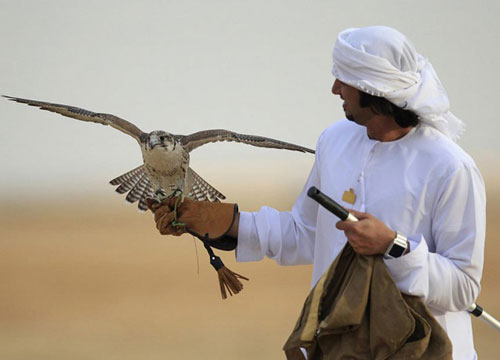 جشنواره پرندگان شکاری در امارات +عکس
