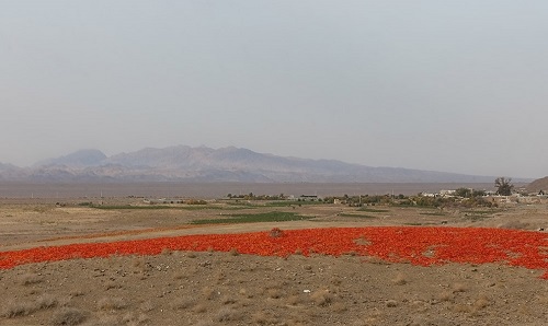 فلفل قرمز، در سرزمین زیبای فلفل