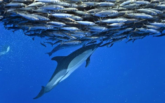 همکاری حیرت آور دلفین ها در شکار ماهی