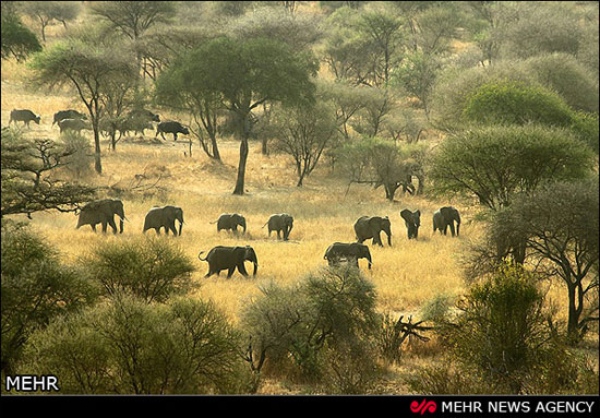 کوچ فصلی فیل ها +عکس