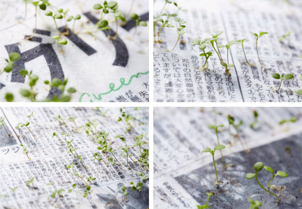 روزنامه‌ای که گیاه از آن رشد می‌کند!