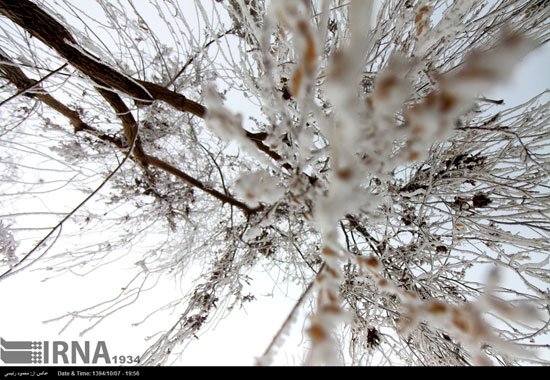 عکس: یخ زدن درختان در شهرکرد