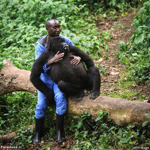 شامپانزه در یک قدمی انسان!