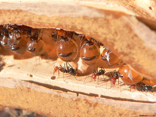 مورچه‌های شگفت انگیزی که عسل تولید می‌کنند