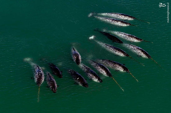 نهنگ‌های شاخ‌دار قطب شمال