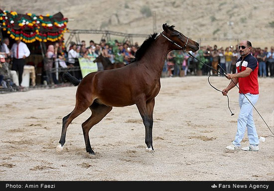 جشنواره زیبایی اسب اصیل ایرانی