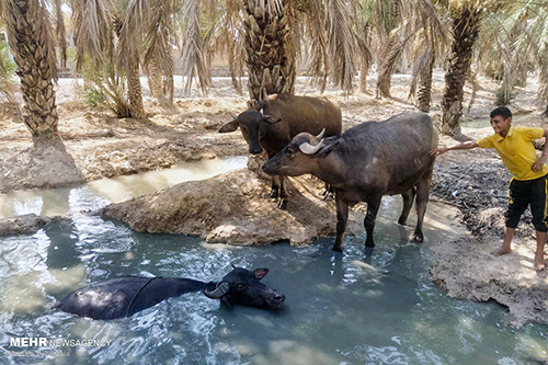 خشک شدن نخلستان‌های شادگان خوزستان