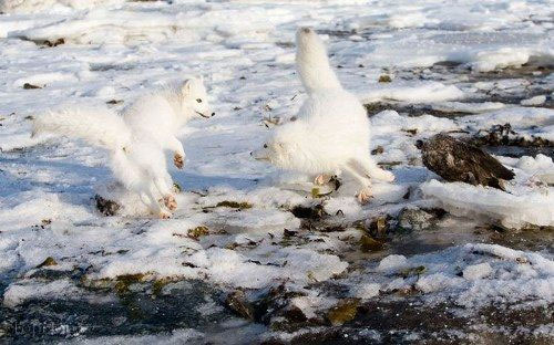 روباه قطبی، زیباترین پستاندار زمین +عکس