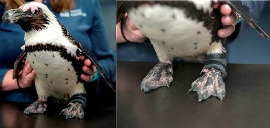 ساخت کفش برای پنگوئن معلول