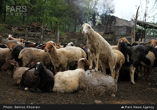 عکس: کوچ دام‌ها از شالیزارها به کوهستان