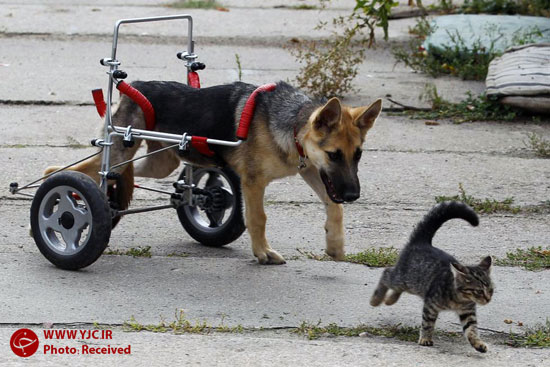 عکس: مراقبت از حیوانات معلول