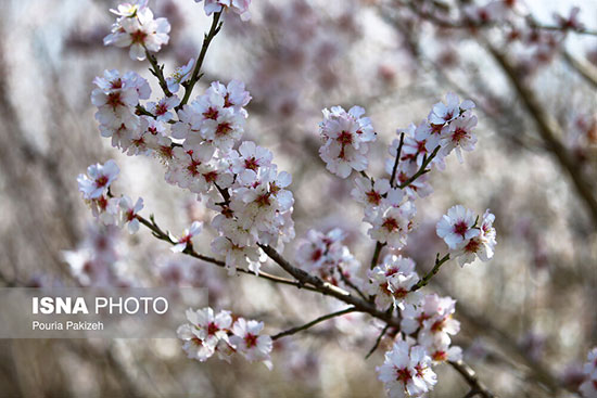 شکوفه‌های بهاری در زمستان