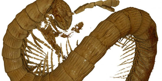 کشف هزارپای ۹۹میلیون ساله در صمغ فسیل شده