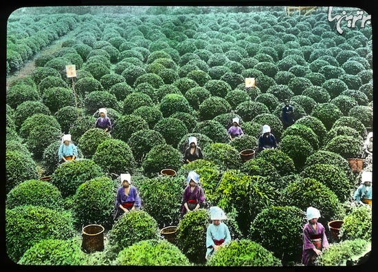 عکس: فرآیند سنتی تولید چای در ژاپن
