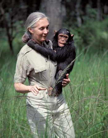 جین گودال؛ زنی که در کنار شامپانزه‌ها زندگی کرد