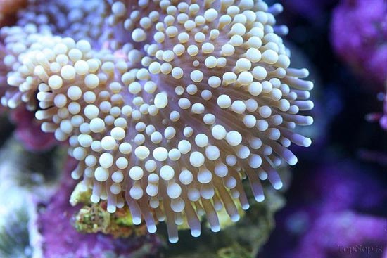 تصاویر حیرت‌انگیز از مرجان‌ها از نمای نزدیک
