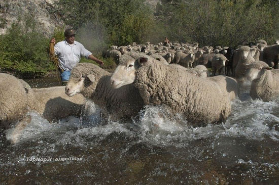 سفر گوسفندان در ایالات متحده +عکس