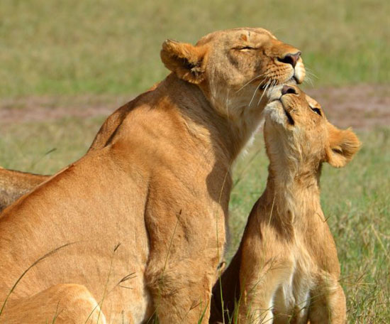 10 حقیقت در مورد شیرها که احتمالا نمی‌دانستید