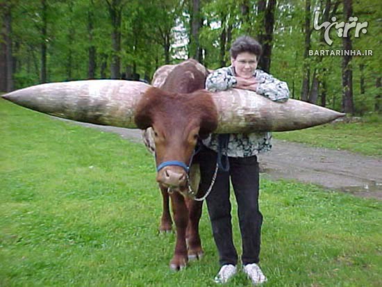این گاو عجیب ترین شاخ دنیا را دارد! /عکس