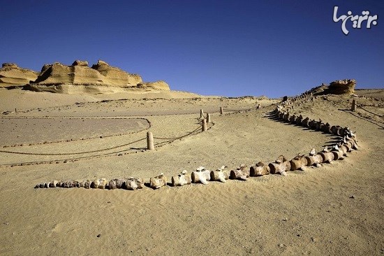 اولین موزه فسیل شرق میانه در مصر