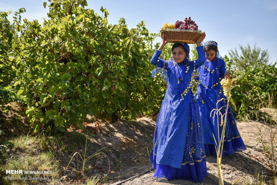 برداشت انگور از تاکستان‌های استان فارس